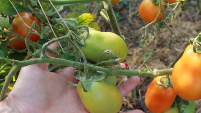 ШИКАРНЫЕ СОРТА ТОМАТОВ В АВГУСТЕ И СУПЕР СРЕДСТВО ОТ ФИТОФТОРЫ ! ТОМАТЫ В ХОЛОДНОМ КЛИМАТЕ смотреть онлайн