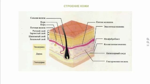 ВРАЧ СВЕТЛАНА ШАПКИНА ТРЕНИНГ: AGELESS - КРЕМ-ГЕЛЬ - МГНОВЕННО СБРАСЫВАЮЩИЙ ВОЗРАСТ смотреть онлайн