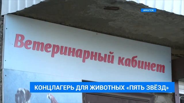 Бизнес на бездомных животных смотреть онлайн