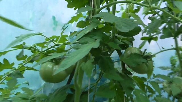 ЧЁРНЫЙ АНАНАС ТОМАТ С ЗЕЛЁНЫМИ СЕМЕНАМИ смотреть онлайн