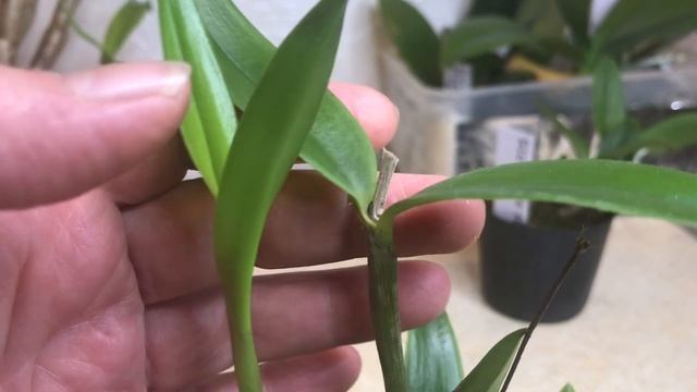 Четырнадцать новых орхидей!!! Сошла с ума! смотреть онлайн