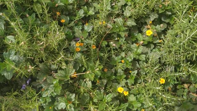 Кому нужен розмарин? 🌿 смотреть онлайн