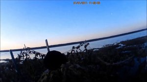 Охота на уток в Тюмени