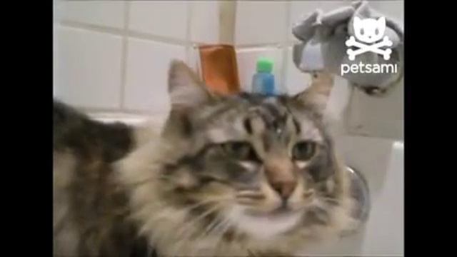 Кот моет голову