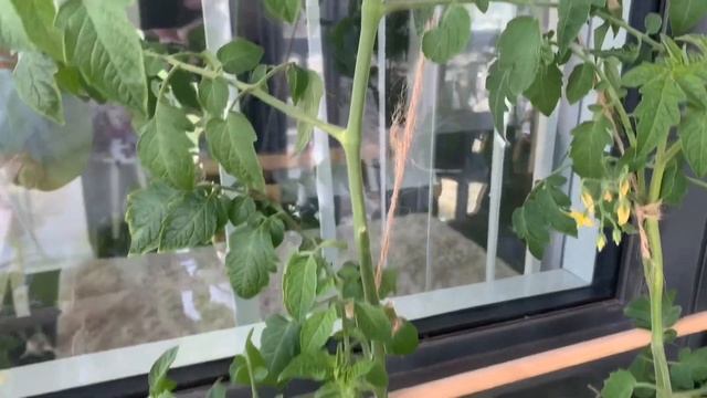 Hydroponic Cherry Tomatoes - Seed to harvest смотреть онлайн