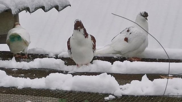 #PIGEONS. Посадка красно-рябой бакинской бойной голубки 22.11.2020г. смотреть онлайн