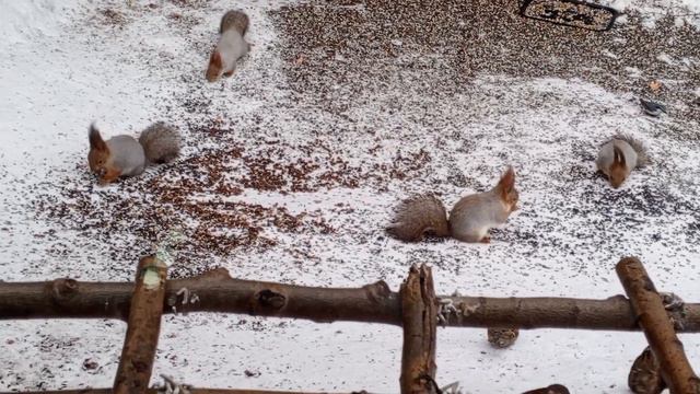 наши белки Карта на помощь 2202 2062 6013 7323. смотреть онлайн