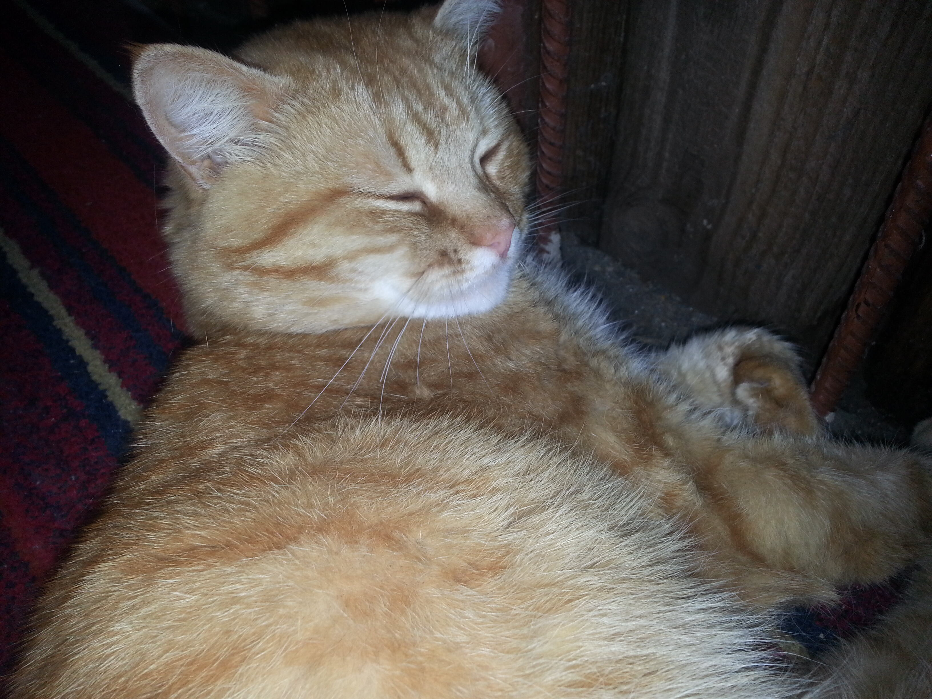 Сонный кот смотреть онлайн