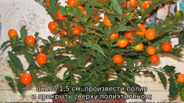 Хурма из косточки в домашних условиях, выращивание смотреть онлайн
