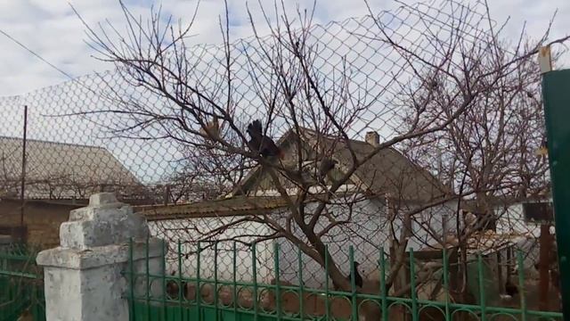 Сенсация!!!! Это нужно видеть!!! Куры на дереве улетают на юг смотреть онлайн