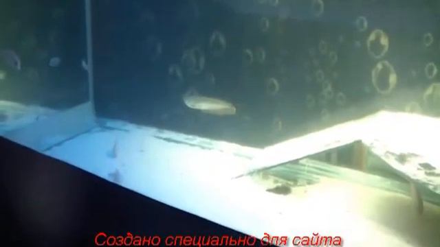 океанариум в Ейске смотреть онлайн