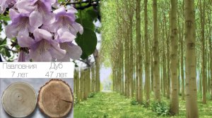 Павловния быстрорастущее дерево скоро заменит древесину.