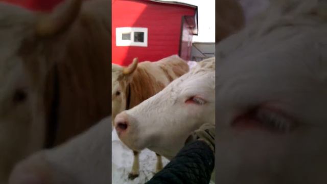 Симменталы Брединского типа смотреть онлайн