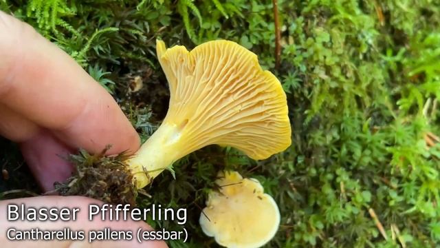 Blasser Pfifferling, Cantharellus pallens | Cantharellus cibarius var. pallens смотреть онлайн