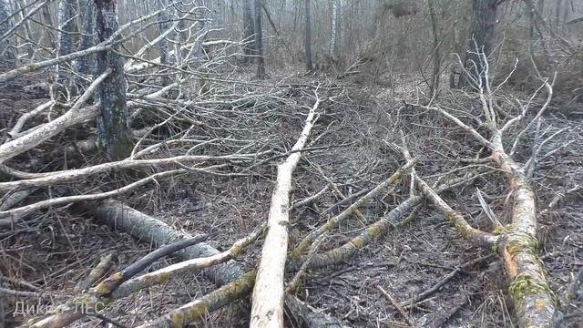 Поиск рог. И видео Оленей. смотреть онлайн