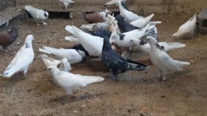 #pegions Племенные бакинские бойные голуби 28.10.2023г.