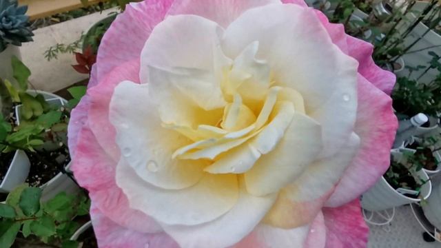 ABRACADABRA ROSE plant by Jackson & Perkins Co. HYBRID TEA Abrakadabura バラ アブラカダブラ смотреть онлайн