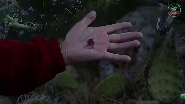 Хукм крабовых палочек и продуктов содержащих краситель Е120 смотреть онлайн