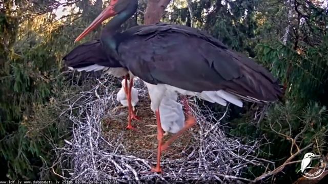 Melnais stārķis ~Kaupo arrived home, Gaja too~8:58pm 2018/06/02 смотреть онлайн