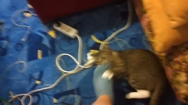 Кот уроды смотреть онлайн
