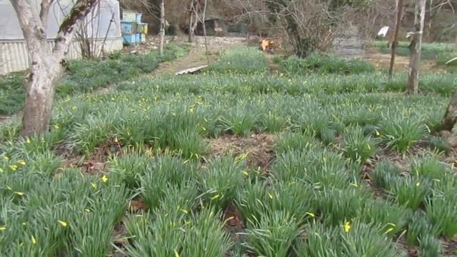 начали устанавливать столбы под забор