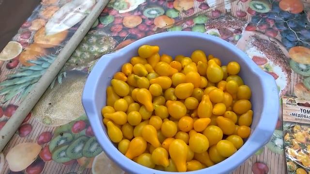 ?Томат "Медовая капля". Отзыв. смотреть онлайн
