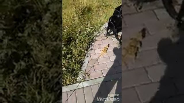 Бородатая агама бегает смотреть онлайн