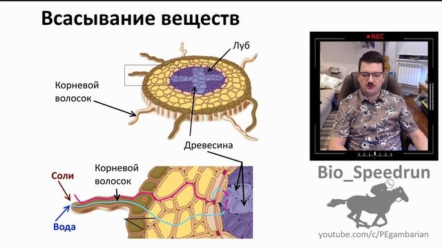 9. Минеральное питание (Speedrun ботаника 6 класс, ЕГЭ, ОГЭ 2021) смотреть онлайн