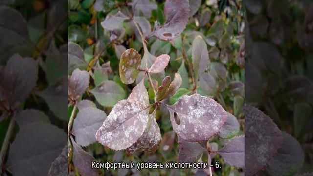 Барбарис Грин Карпет смотреть онлайн