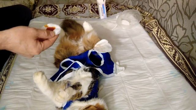 Обработка шва у кошки после стерилизации смотреть онлайн