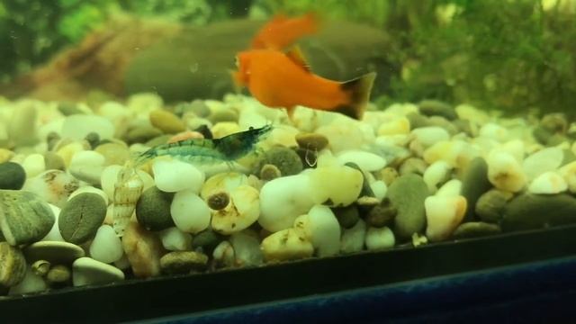 Кормление креветки (Neocaridina Blue dream ) или Голубая мечта смотреть онлайн