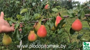 ? Груша Русская красавица (Красавица Черненко). Зимостойкий осенний сорт груши. ?