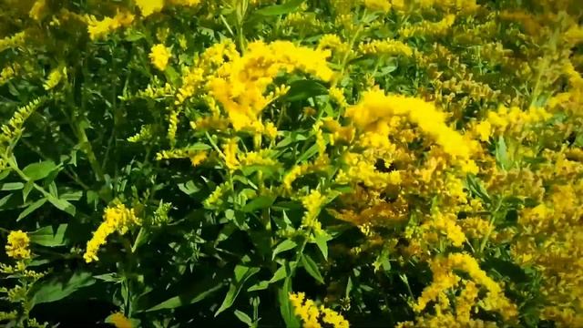 VID 1629204769201" Букет"(Н.Рубцов)... Павел Васильев Лахтинский смотреть онлайн