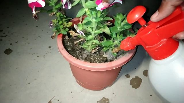 पेटुनिया (Petunia) पर ज्यादा फूल कैसे पाएं पूरी जानकारी | पेटूनिया की देखभाल | Petunia Plant Care смотреть онлайн