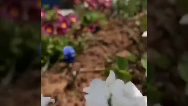 Весна, цветы, солнце, счастье смотреть онлайн