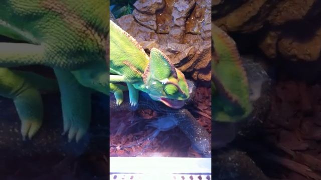 Йеменский хамелеон ест живых сверчков Yemen Chameleon смотреть онлайн
