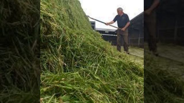 Striking the balance between silage quality and quantity смотреть онлайн