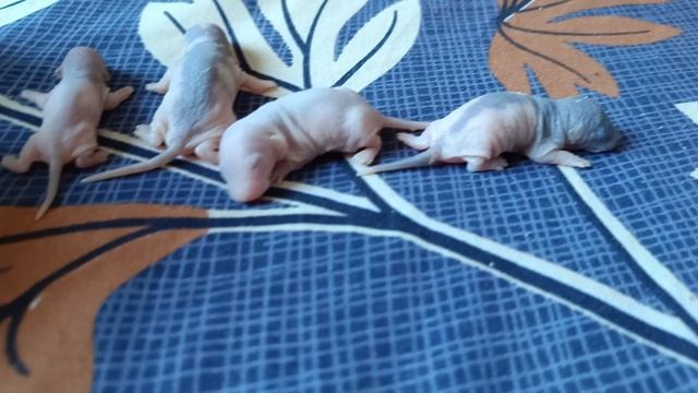 КРЫСЯТАМ 5 ДНЕЙ ОТ РОДУ :) смотреть онлайн