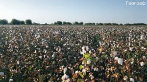 Хлопковое поле/ Узбекистан. Пахта майдони