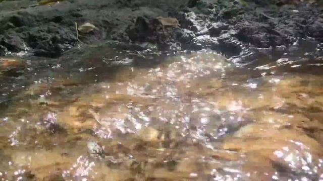 слушать музыку и смотреть видео для снятия стресса, медитации, лесной ручей, капли воды, смотреть онлайн