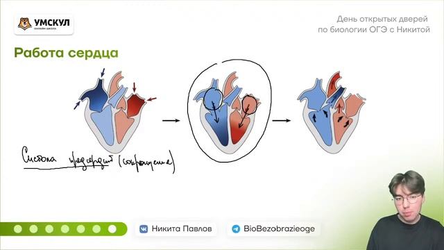 Кровеносная система от А до Я смотреть онлайн