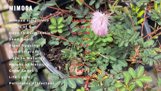 What's So Interesting About Sunshine Mimosa? (Mimosa strigillosa) Powderpuff! смотреть онлайн