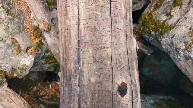 Прогулка по Рачейскому Бору | Рачейские Альпы | Смолькино | Собираем грибы| Чайное Озеро. смотреть онлайн