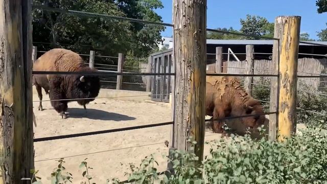 Зоопарк в городе Печ Венгрия смотреть онлайн