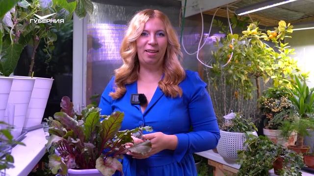 Цитрусовые растения и домашний плющ. Дачные сезоны смотреть онлайн