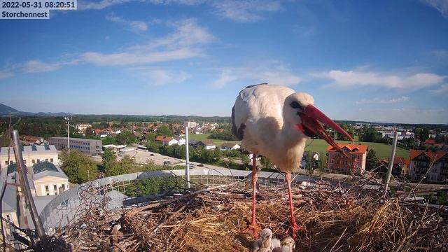 2022-05-31 08:17 - Zwei Storchenbabys beim fressen - Lokschuppen Freilassing смотреть онлайн