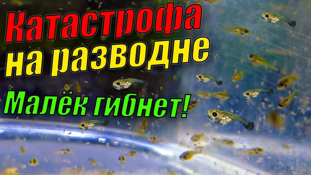 Катастрофа на рыборазводне! Гибнет малёк! смотреть онлайн