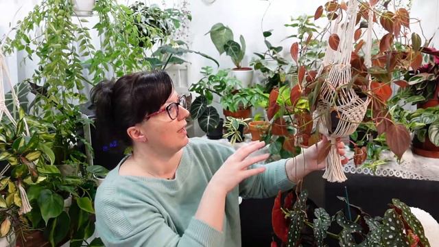 MY 5 FAST GROWING PLANTS| FAST INDOOR PLANTS смотреть онлайн