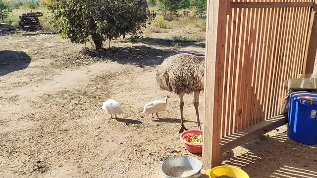 Упс! Рабочий ноутбук "Вороньего Гнезда" уехал в ремонт, поэтому... смотреть онлайн