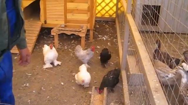 Натуральные фермерские продукты. Кормление птиц. смотреть онлайн